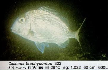 Calamus brachysomus